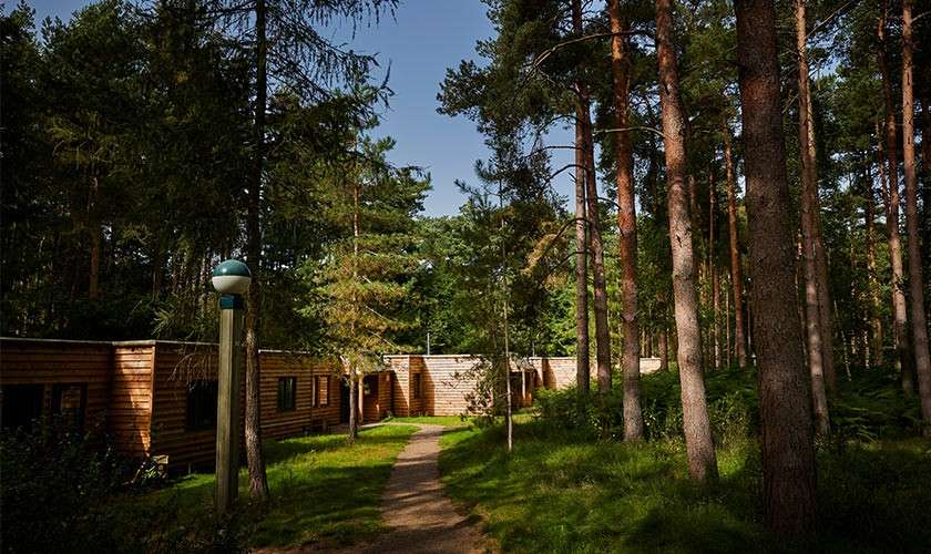 Wooden cabins line a narrow path, nestled among tall pine trees. Sunlight filters through the canopy; a lamppost stands nearby, with lush grass and ferns surrounding.