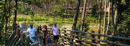 Group of adults and children walk along a wooden boardwalk, surrounded by tall pine trees. Cabins dot a hillside in the background, sunlight filtering through a forested park.