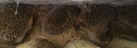 A family of hedgehogs
