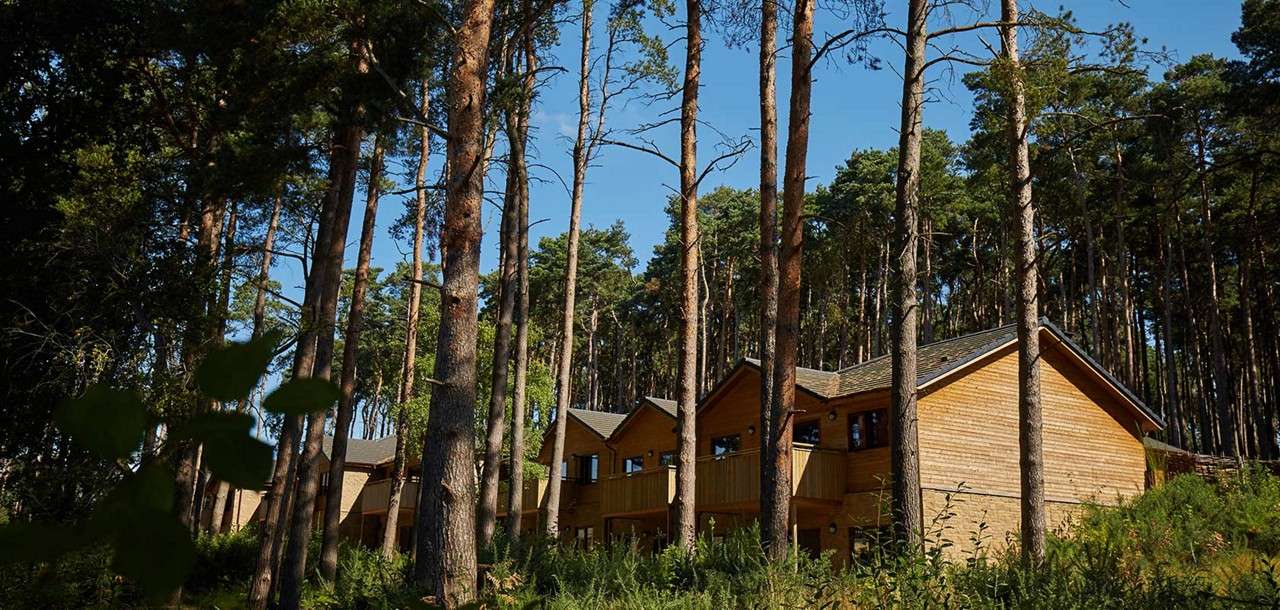 Wooden cabins nestle among tall pine trees, partially shaded. Sunlight filters through trunks onto ferns and undergrowth, while a clear blue sky frames the quiet forest setting.
