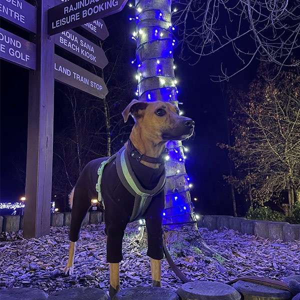 Dog in a harness stands alert, facing right; night scene with a palm wrapped in blue lights and a signpost reading: RAJIND, LEISURE BOOKING, AQUA SANA BEACH KIOSK, LAND TRAIN STOP, CENTRE, GOLF.