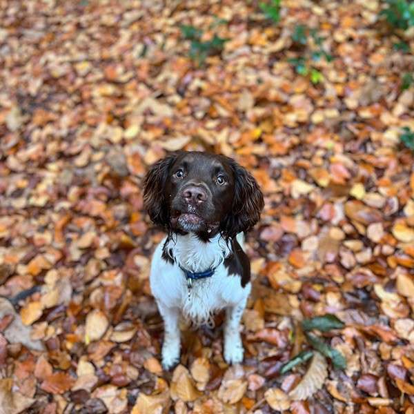 Brown-and-white spaniel sits, looking up expectantly, on a forest path carpeted with orange autumn leaves, its ears damp and a blue collar visible around its neck.
