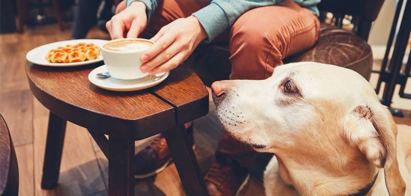 Golden labrador sat inside restaurant with owner enjoying a coffee