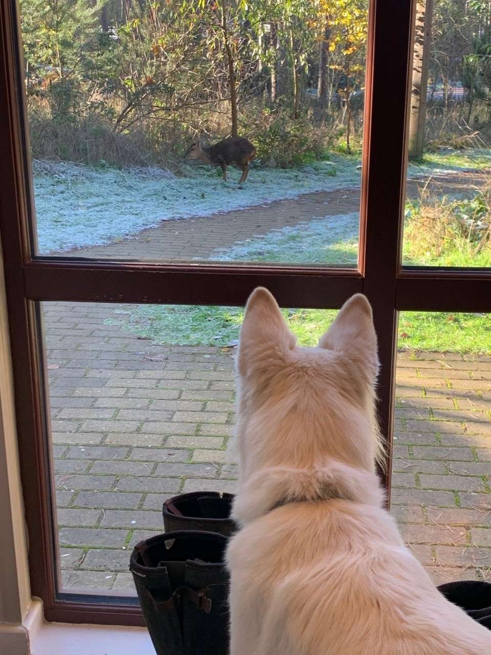 A dog looking out of the window of the dog friendly lodge