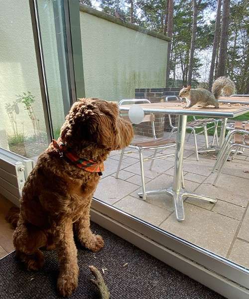 Dog watches a squirrel through a glass door; the squirrel stands on a metal patio table outside, surrounded by chairs and trees beside a pale building wall.