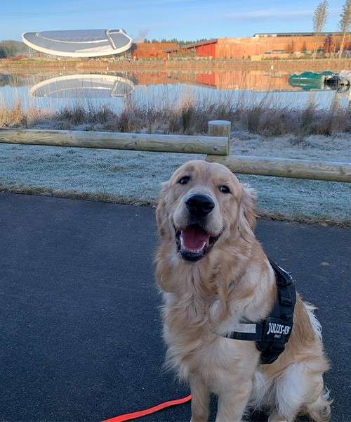 Golden retriever wearing a harness labeled “JULIUS-K9” sits facing the camera, mouth open, on a paved path beside a frosty lakeside, wooden rail, and a modern curved-roof building reflected in water.