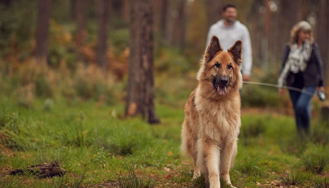 Large fluffy dog stands alert, panting on a leash. Two people follow behind, slightly out of focus, walking through a wooded area with grass, fallen leaves, and tall trees.