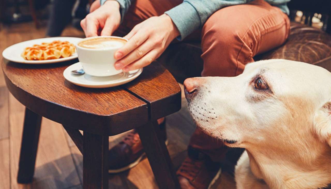 Dog watches a person lift a cappuccino cup, near a waffle on a wooden table, in an indoor café with wooden floor and seating.