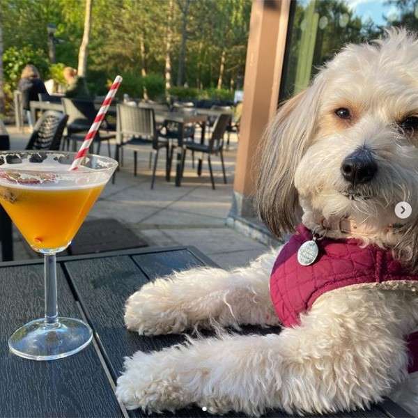 Centre parcs dog sale friendly lodges