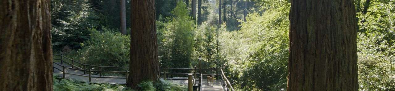 Boardwalk path descends with switchbacks, guiding visitors through a dense forest. Tall redwood trunks frame the scene, railings line the walkway, and dappled sunlight filters through lush green foliage.