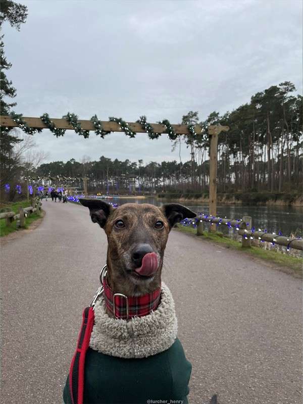 Dog in a green coat licks its nose while sitting on a paved lakeside path; festive garlands and purple lights line wooden arches and railings; pine forest and overcast sky behind. Text: @lurcher_henry