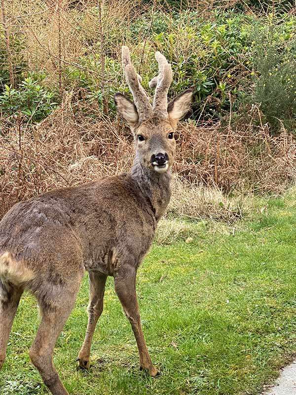 A young deer with velvety antlers stands alert and looks toward the camera, pausing on a grassy edge beside shrubs and dry bracken in a woodland clearing.