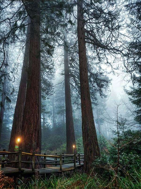 Tall redwood trees rise; a wooden boardwalk with small lampposts glows softly, guiding through dense undergrowth; mist hangs among trunks in a quiet, foggy forest.