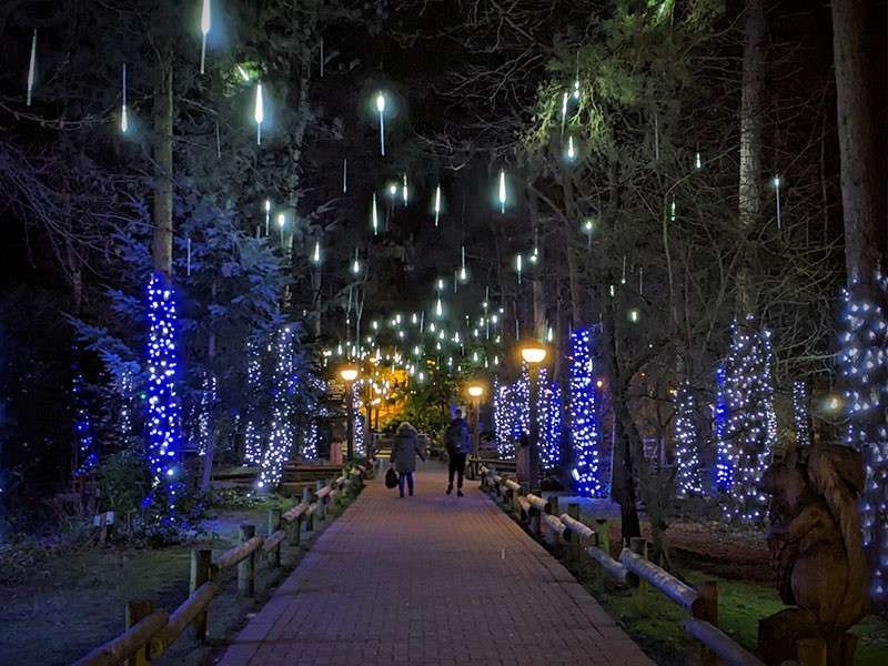The forest time lit up at night time.