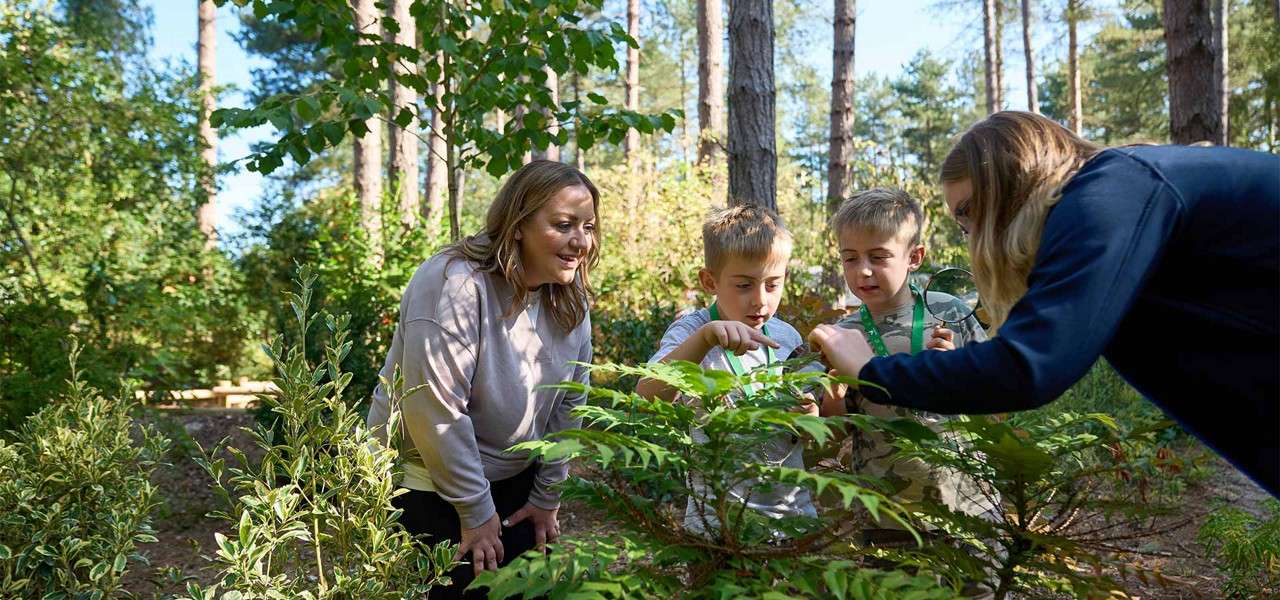 Children examine leaves with magnifying glasses; adults observe nearby. Sunlit forest context with tall trees, dense greenery, and dappled light around a small shrub.
