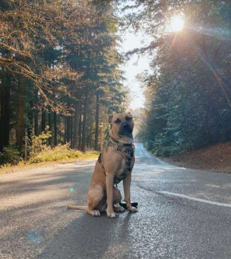 A dog sat on a path in the forest