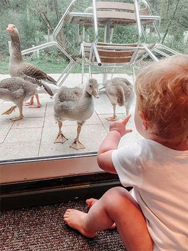 Baby in a white onesie sits and points, watching geese outside. Through a glass door, several geese stand on a patio with stacked metal chairs and trees beyond.