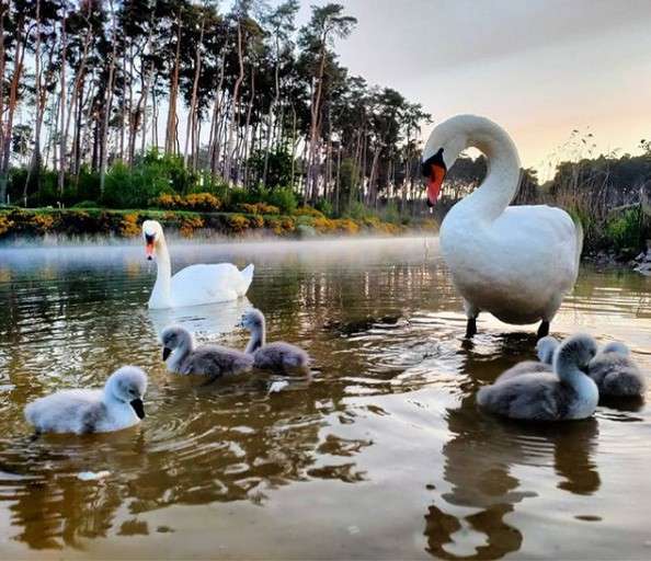 Adult swans guide fluffy cygnets paddling in a shallow pond; one parent stands watch near shore. Mist drifts over water, with pine trees and early light in the background.