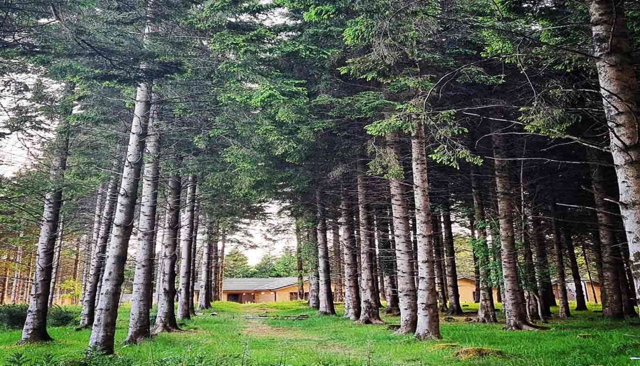 The forest.