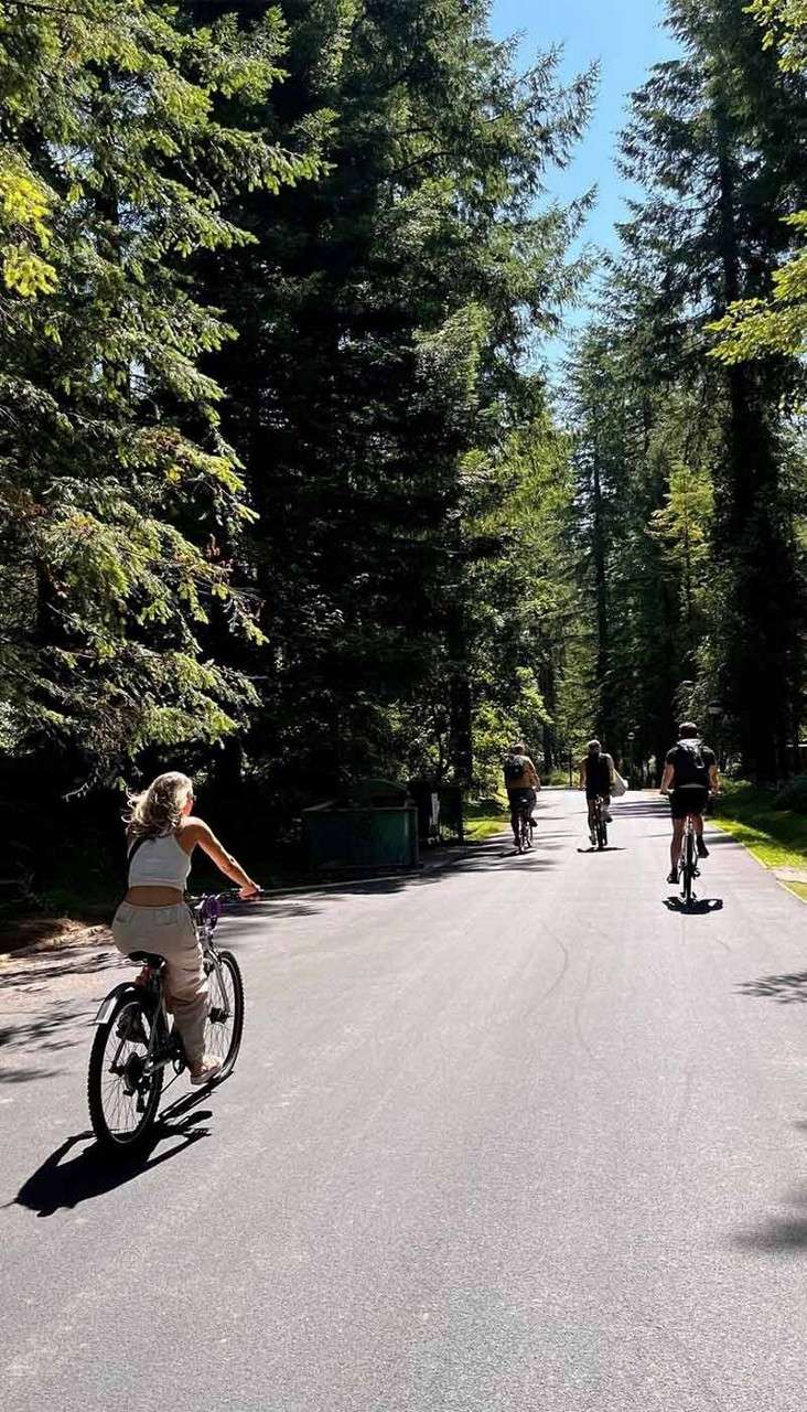 Cyclists ride along a paved road, pedaling through dappled sunlight. Tall evergreen trees line both sides, casting shade. A small group heads ahead, with one rider closer in the foreground.