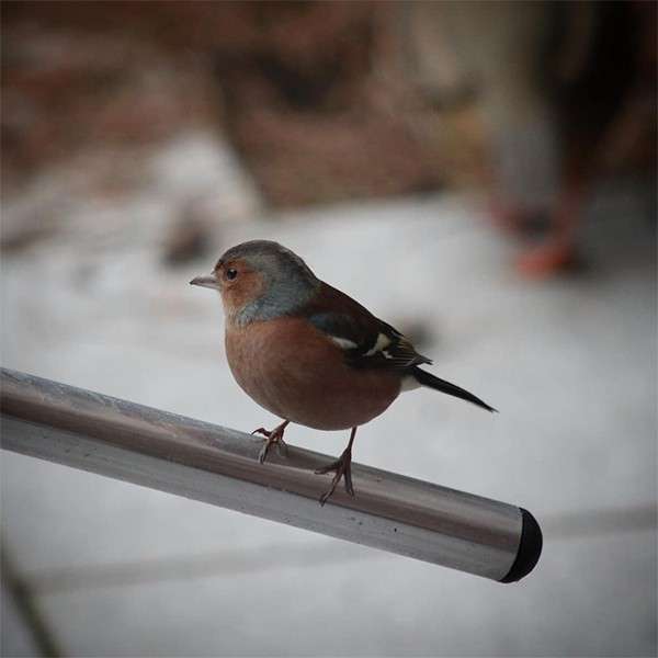 A robin in the snow