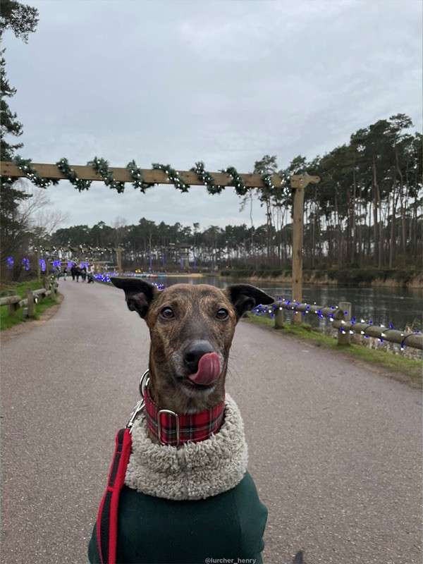 A lurcher dog wearing a jumper.
