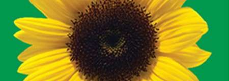 A sunflower on a green background - the logo of the Hidden Disability Scheme.