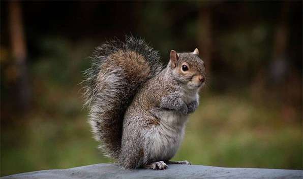 A squirrel 