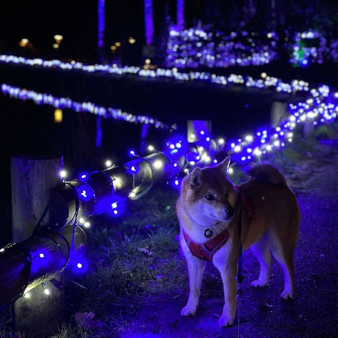 Dog surrounded by Christmas lights.