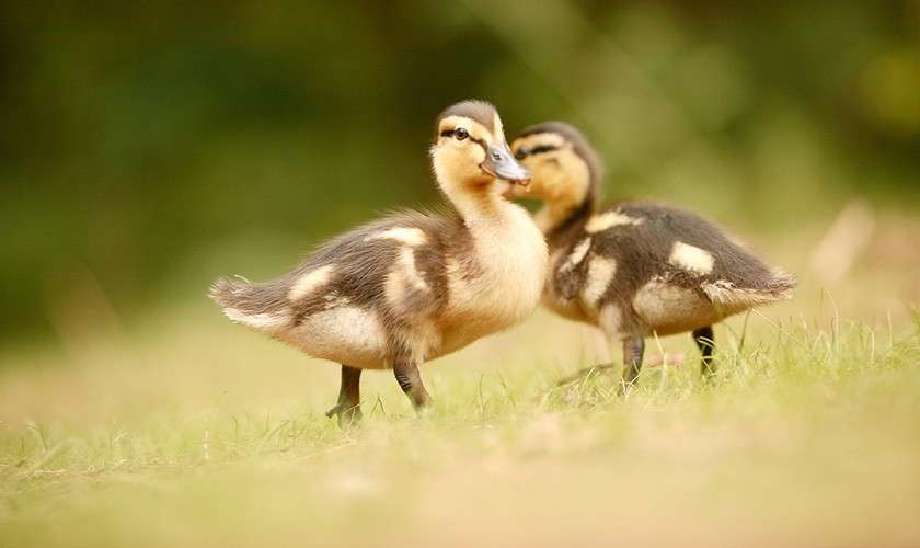 Two ducklings walking on short grass; one faces forward mid-step while the other follows slightly blurred behind; soft, warm lighting; green, out-of-focus background.