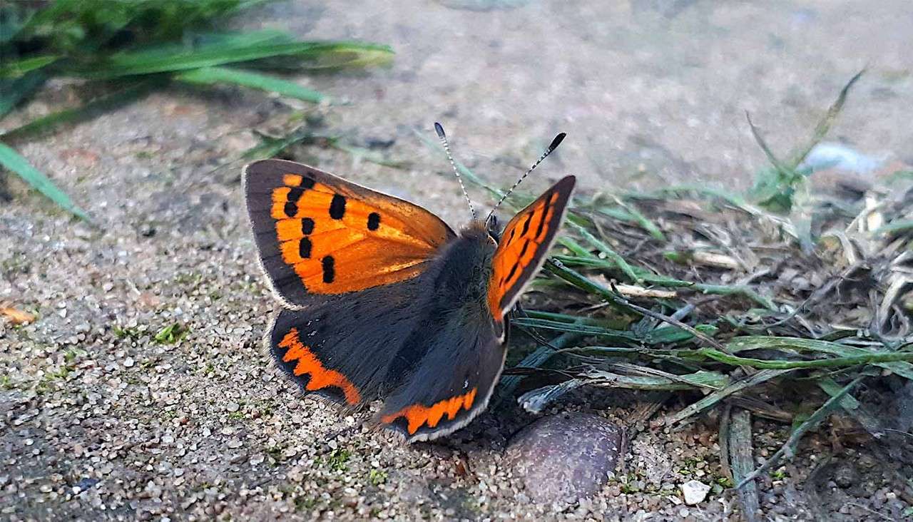 Butterfly with bright orange upper wings bordered black perches with wings spread on sandy ground beside sparse green grass and small pebbles.