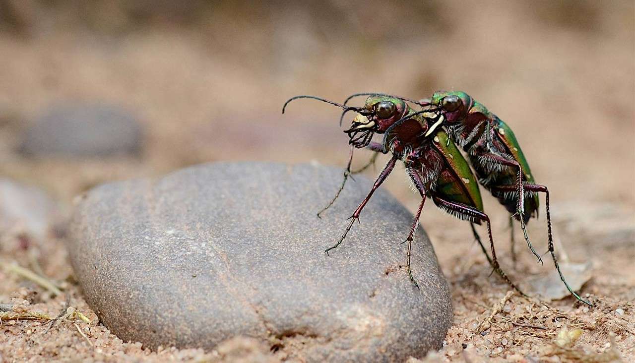 Two Green Tiger Beetle's on a stone.
