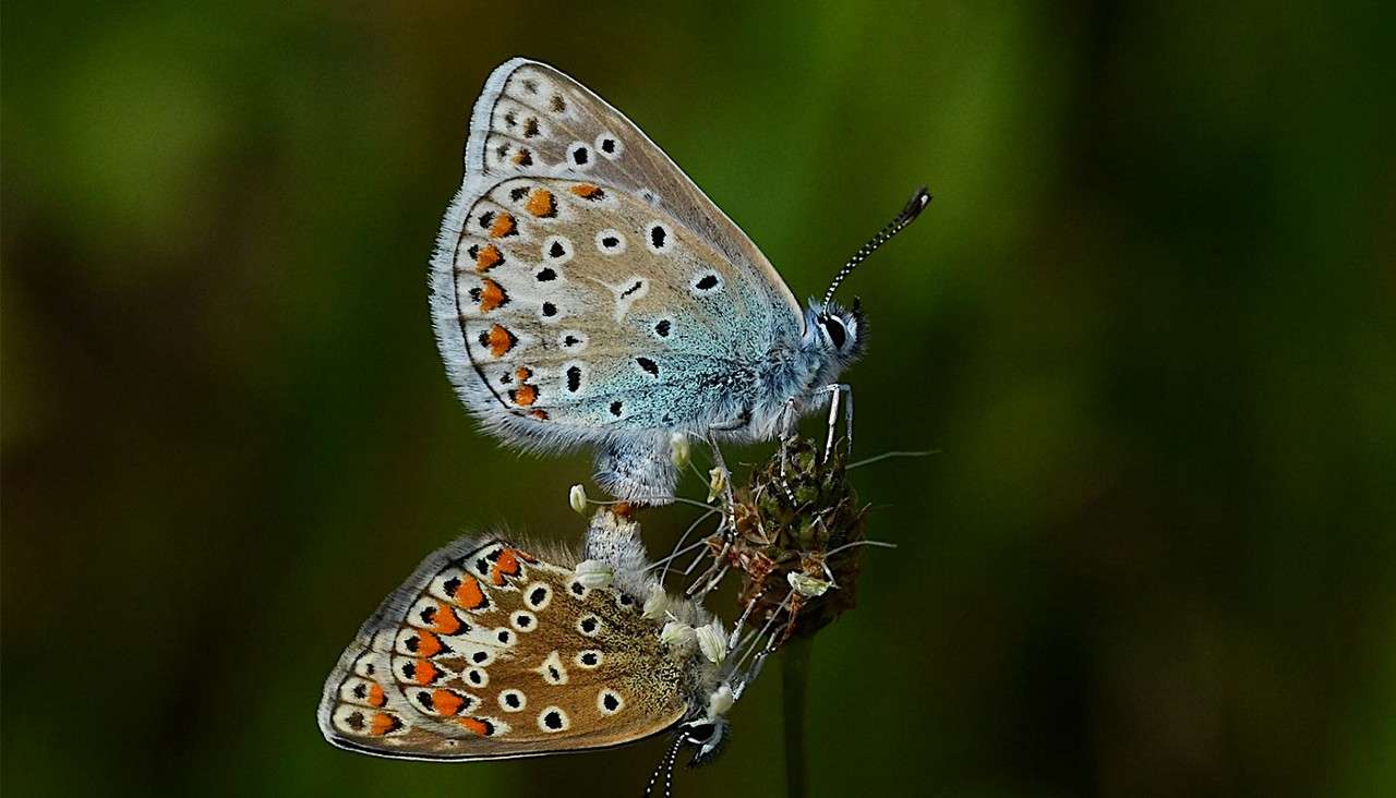 Two small butterflies perch and mate on a dried seed head, wings closed showing orange and black spotted undersides, against a soft green blurred background.