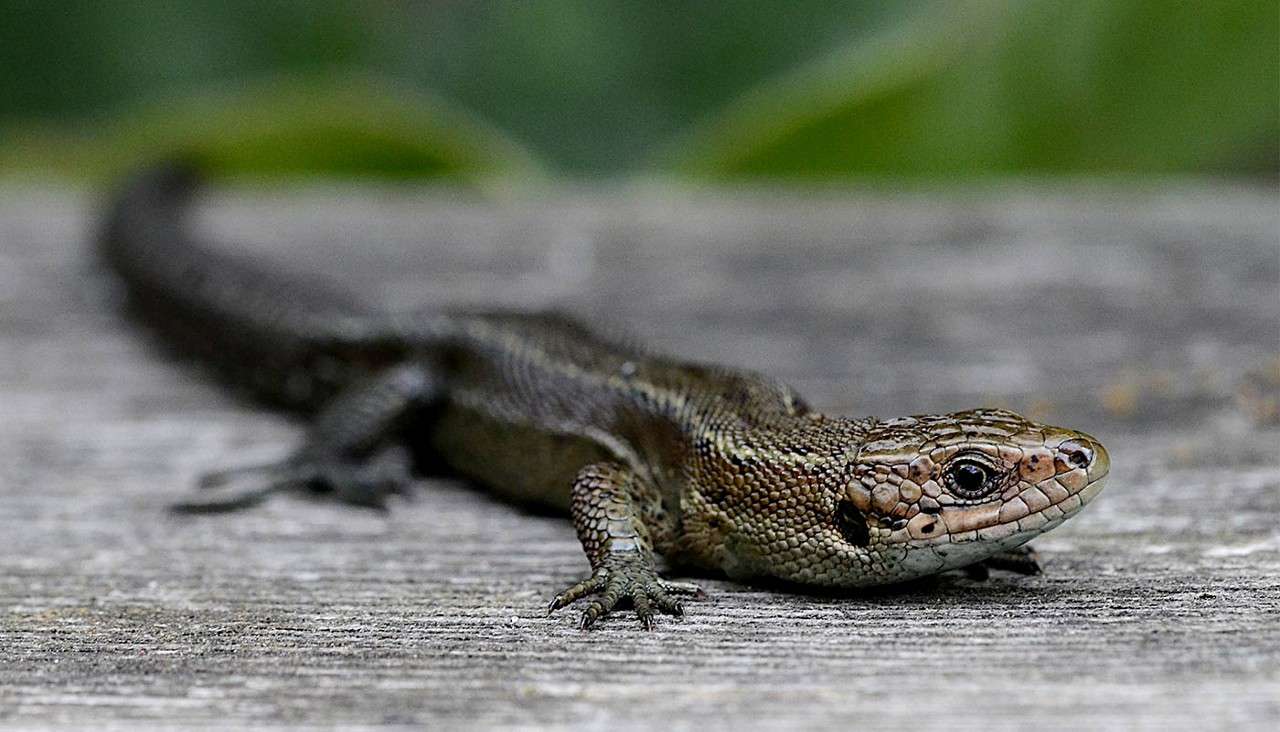 A small brown lizard lies low, head raised slightly, on a weathered wooden surface, its scaly body stretched and tail trailing behind, with soft green foliage blurred in the background.