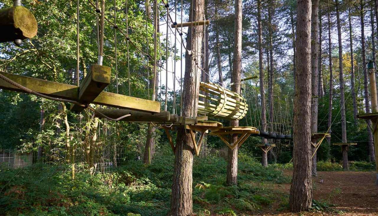 High ropes course sections hang and connect between tall trees, with wooden platforms, rope lines, and a slatted tunnel; situated in a sunlit forest clearing with ferns and undergrowth.
