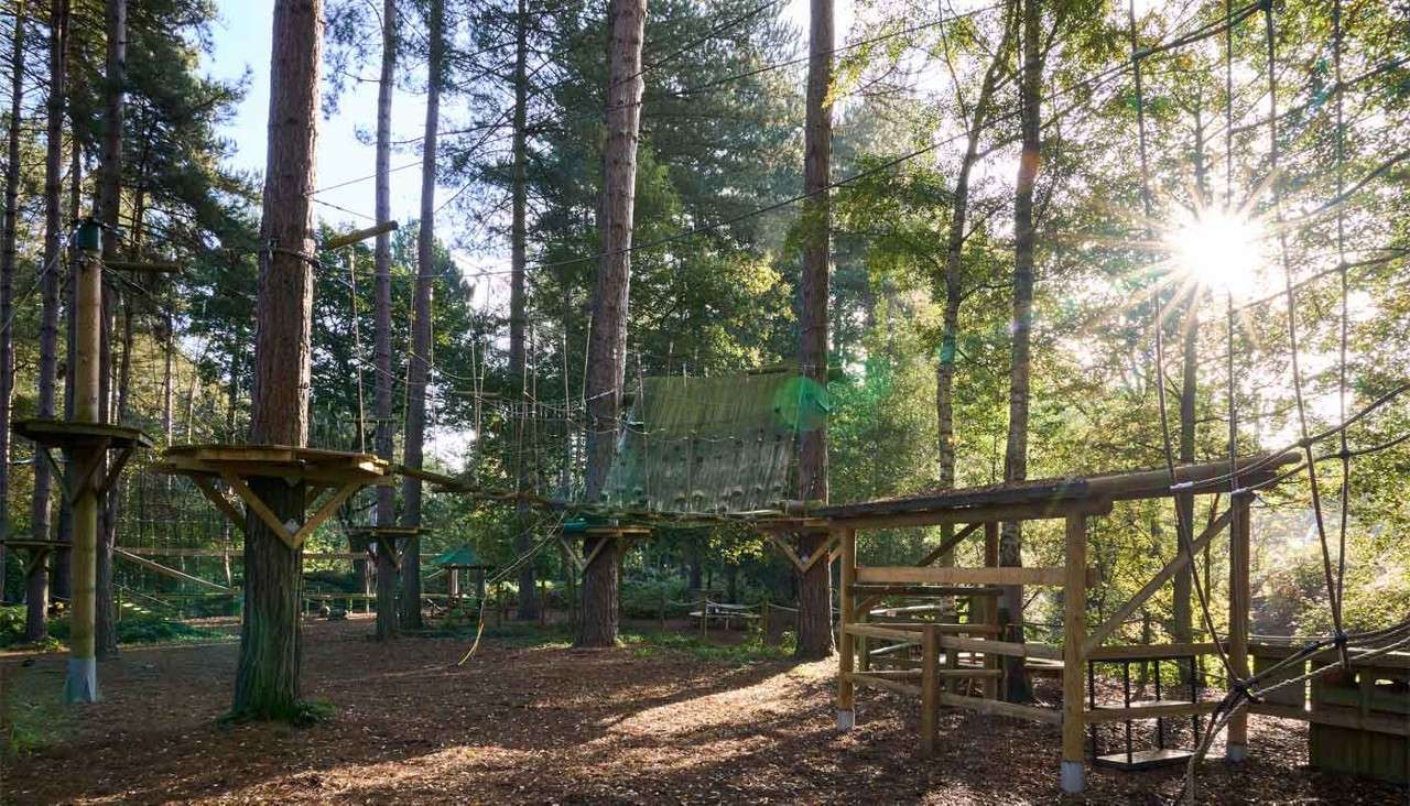 Rope-course platforms sit elevated, connected by suspended rope bridges and nets, amid tall forest trees; sunlight streams through foliage onto a mulched ground.