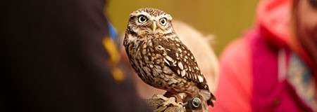 Small speckled owl perches on a gloved hand, facing camera with wide eyes; people blur in background, suggesting a demonstration or handling session outdoors in soft, warm light.