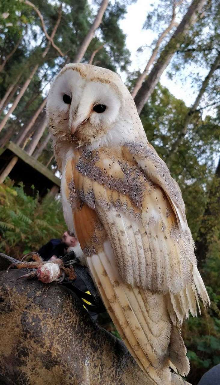 Barn owl perches on a falconer’s gloved arm, tilting its head while gripping a tether near a baited lure; tall pine trees and ferns surround in a wooded forest clearing.