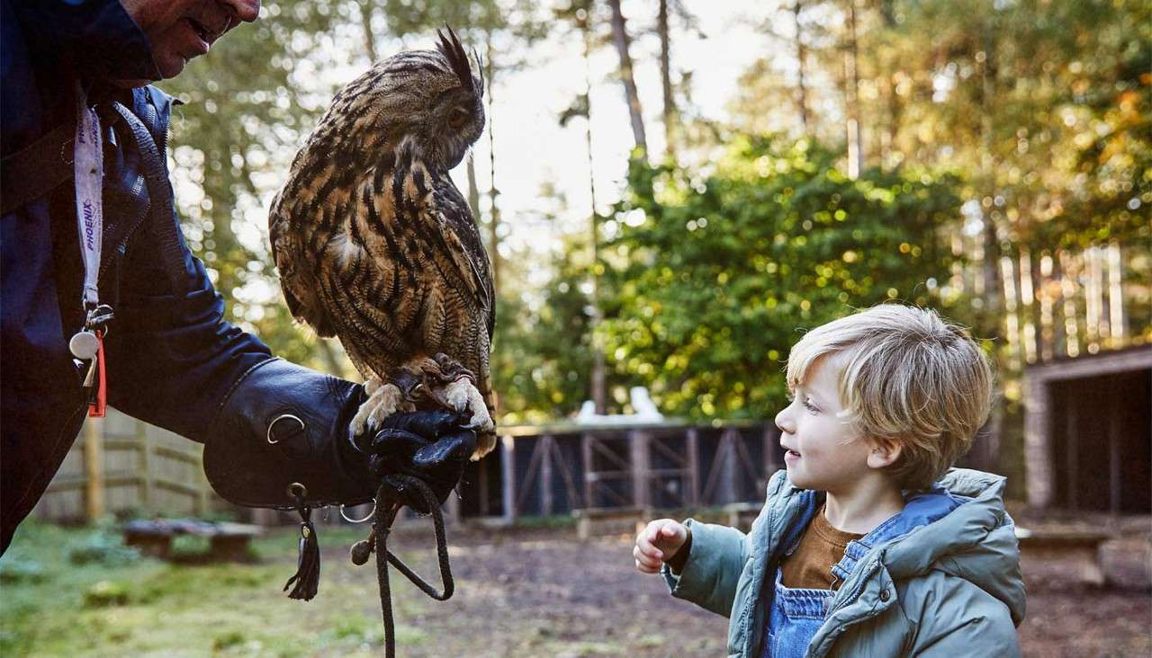 Owl perches on a gloved handler's arm as a young child watches closely, outdoors in a wooded aviary; lanyard text reads "PHOENIX".