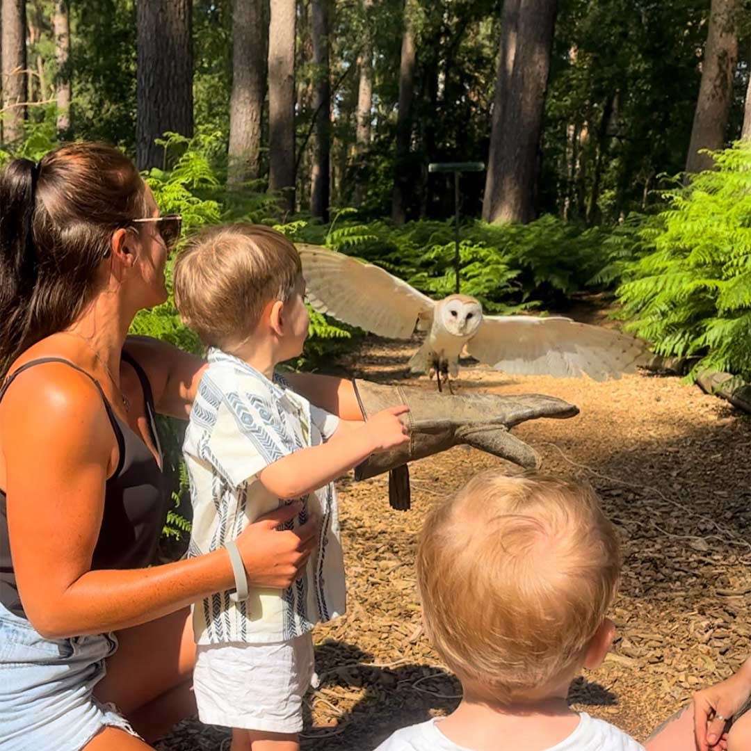 Owl glides toward an outstretched gloved hand, wings spread. A woman steadies a child wearing the glove while another child watches on a sunlit forest path bordered by ferns.