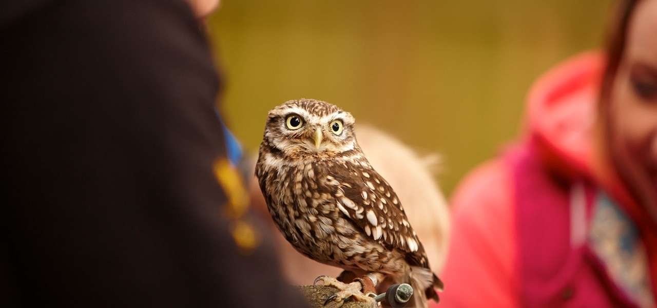 Owls