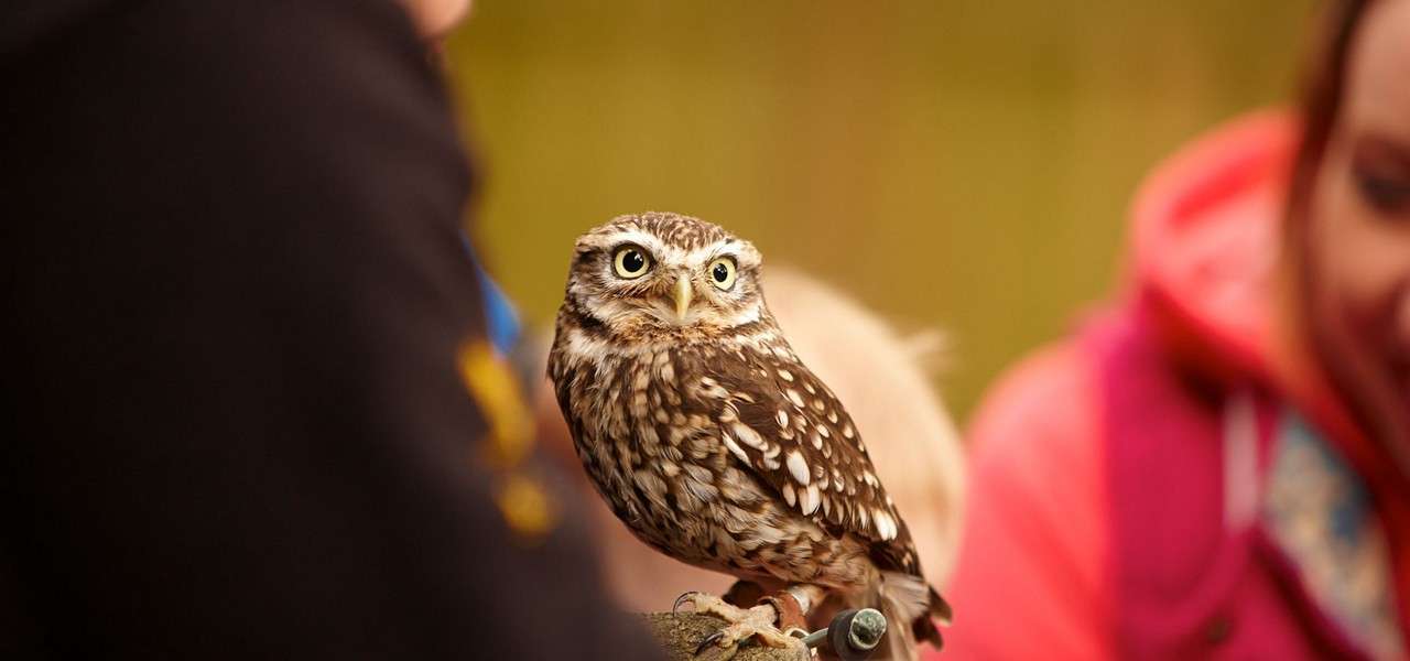 Small speckled owl perches on a wooden post, staring forward; blurred people flank it in an outdoor setting with a soft, warm background.