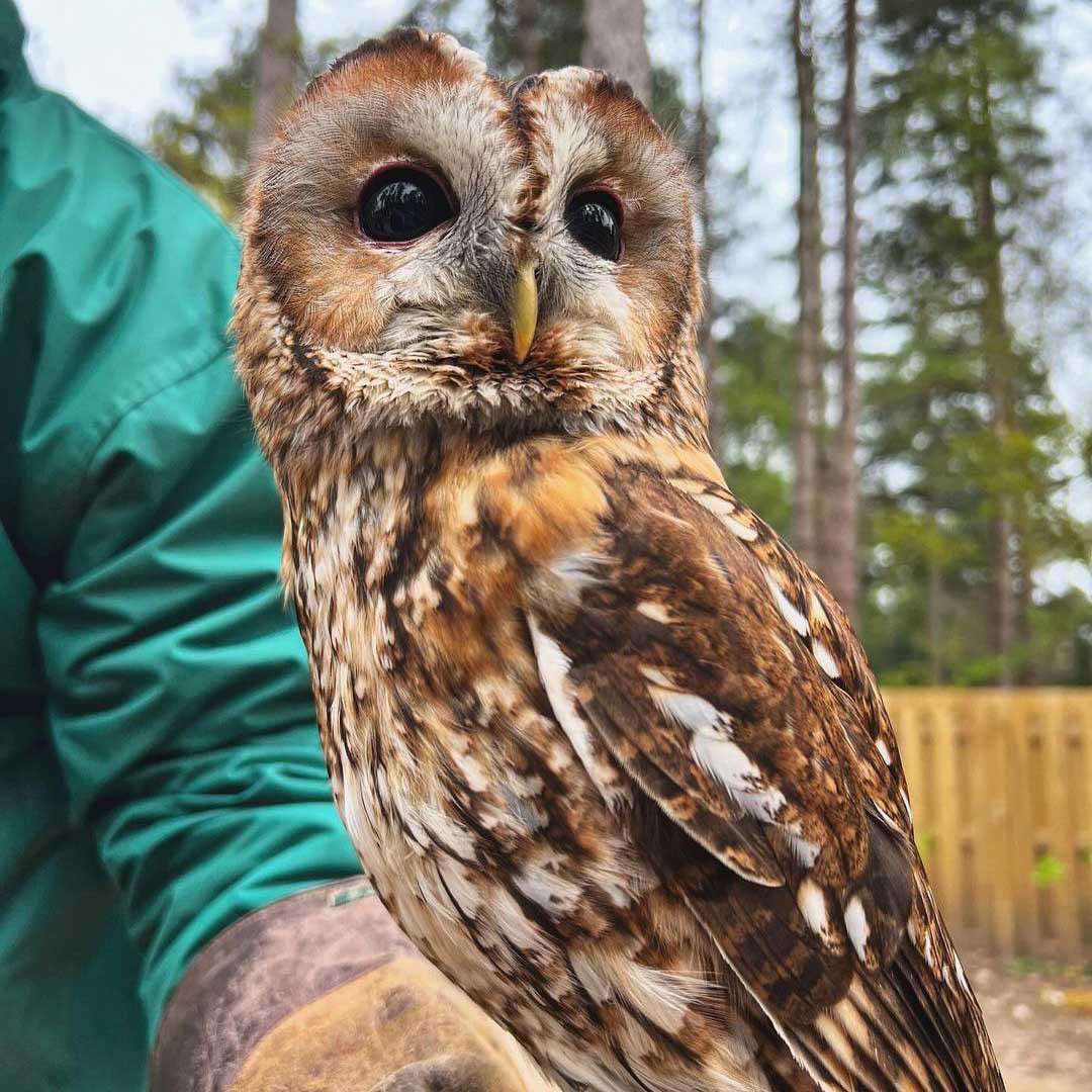 A mottled brown-and-white owl perches on a handler’s gloved arm, gazing sideways in a wooded yard with tall trees and a wooden fence.