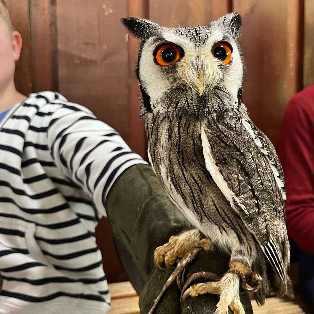 Owl with bright orange eyes perches calmly on a leather falconry glove, facing forward; surrounded by people in casual clothes, seated indoors against wooden paneling.