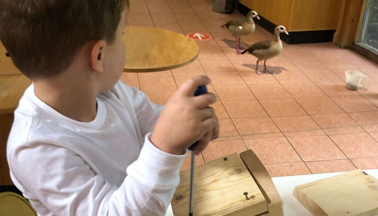 Child holds a screwdriver, assembling wooden pieces, while looking toward two ducks walking across a tiled indoor floor; small round table, window, and plastic measuring cup in the background.