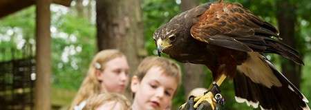 Falconers Club