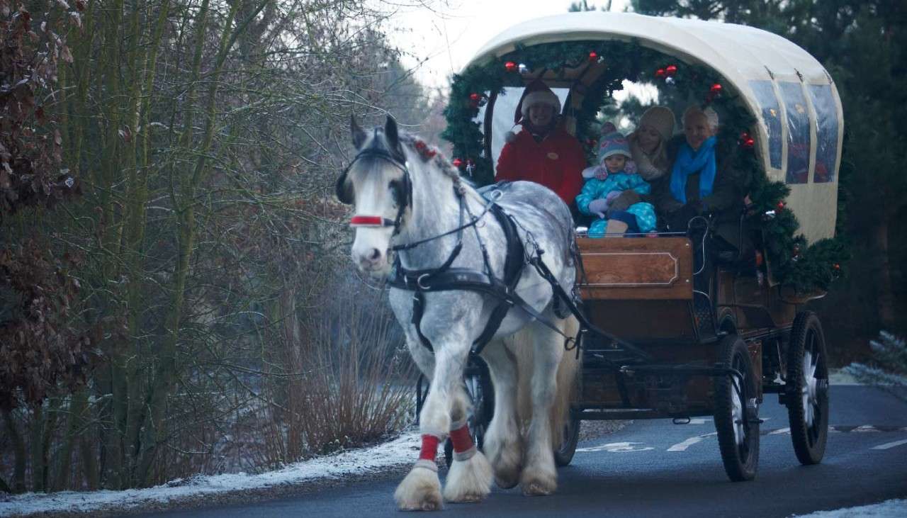 Festive horse drawn carriage 