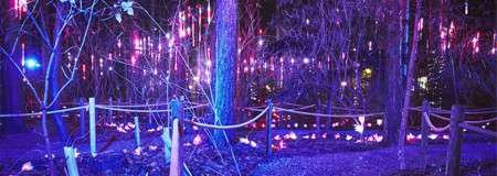 Who's Out in the Winter Forest Lights
