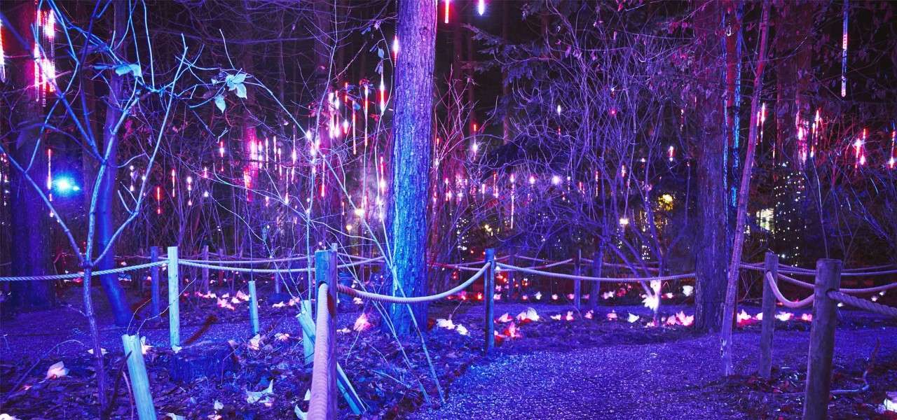 tree's lit up with lights