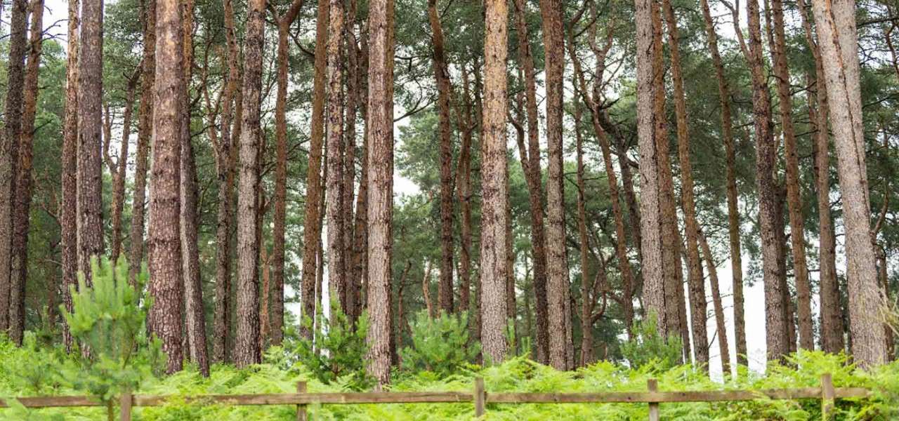 Tall pine trees stand densely, rising straight upward, in a coniferous forest. Ferns and shrubs carpet the ground, while a low wooden fence runs along the foreground.
